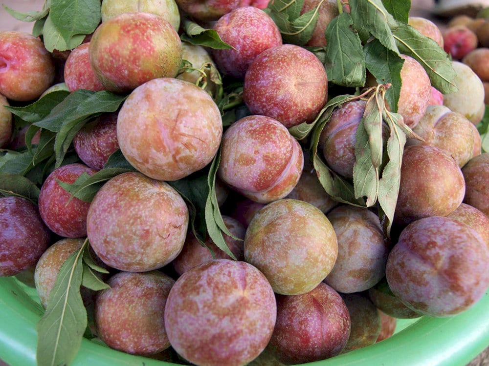 Mận có vị ngọt, chua nhẹ